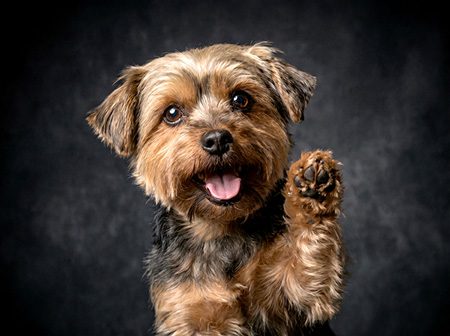 Seguro Pet Total Yorkshire